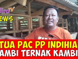 Ketua PAC Pemuda Pancasila Indihiang Nyambi Ternak Kambing