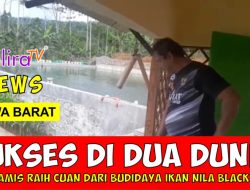 Sukses di Dua Dunia: PNS Ciamis Raih Cuan dari Budidaya Ikan Nila Black Prima
