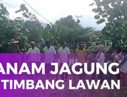 Desa Timbang Lawan dan Polsek Bahorok Tanam Jagung Dukung Ketahanan Pangan