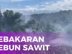 Kebakaran Kebun Sawit Melanda Langkat: Enam Hektare Ludes, Aparat dan Warga Bahu-Membahu Cegah Api Meluas