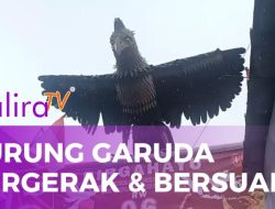 Kreativitas Warga Jatihandap: Replika Burung Garuda Bergerak dan Bersuara Hiasi Gapura HUT RI ke-80