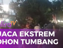 Pohon Tumbang Akibat Cuaca Ekstrem, Jalan Utama Binjai Lumpuh Total